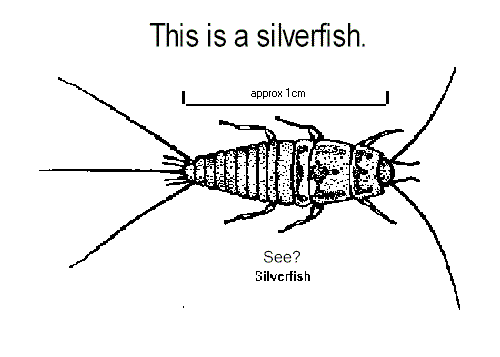 black and line line drawing of a silverfish insect with a scale.