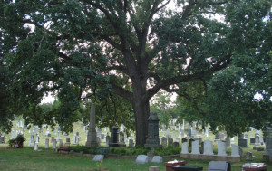 Large tree and old stones in a grassy cemetery