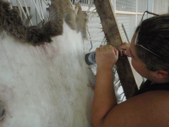 A person scrapes hair off of a hide strung onto a wooden frame