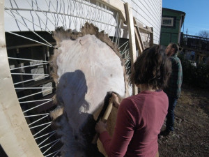 A person scrapes hair from a skin stretched across a wood frame.