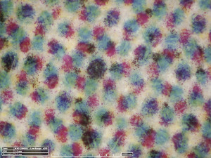 Micrograph with a scale of 0.500 mm. Diffuse magenta, cyan, yellow, and black dots.