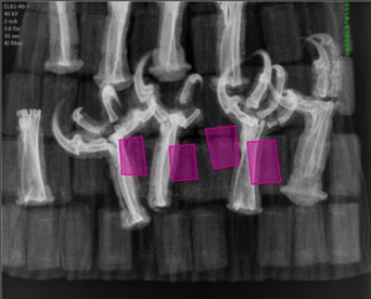 Black and white x-ray showing rectangular patches and animal claws. Four pink squares are highlighted.