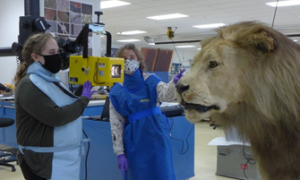 Two conservators performing x-radiography in a conservation lab, wearing blue lead aprons and aiming a yellow x-ray tube at a taxidermied lion subject.